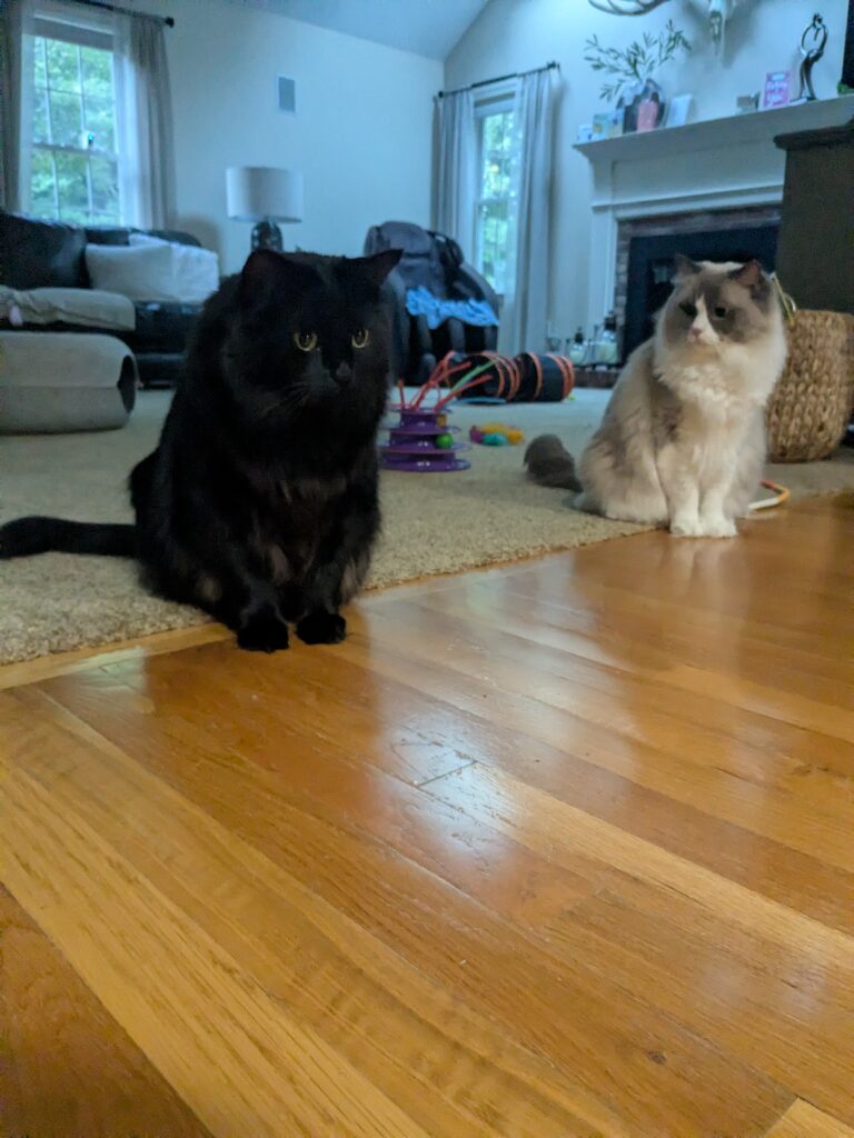 Cute Kitties With A Side Of Meatball!