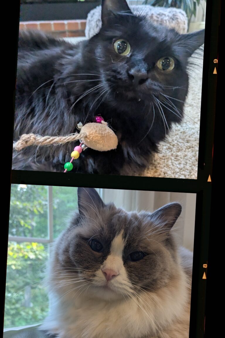Happy Meownday!