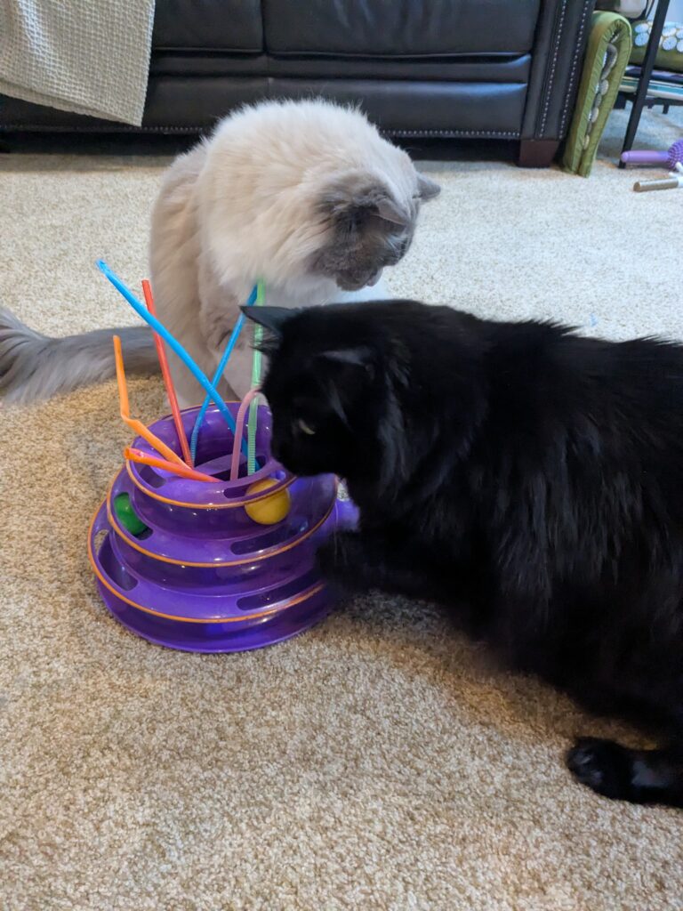 Happy Purrs-day!