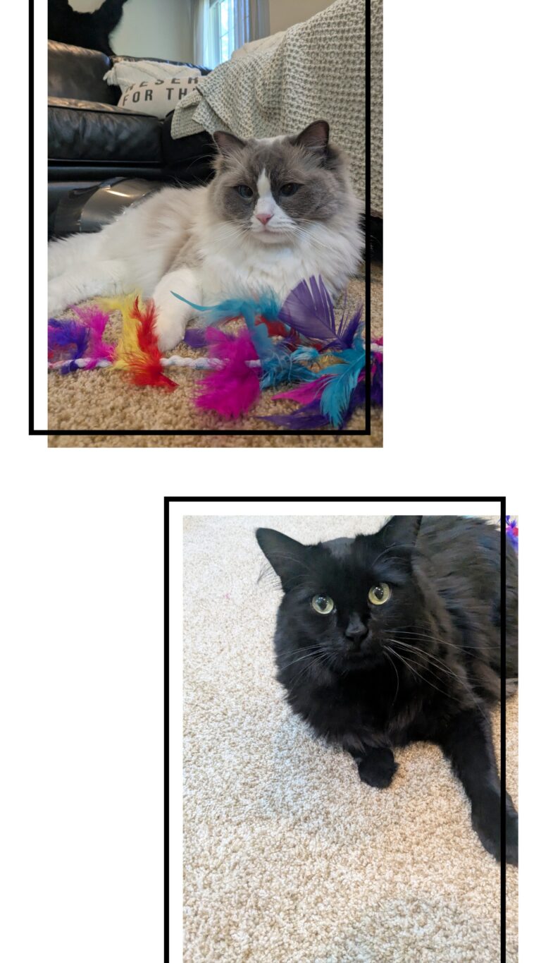 Caturday Night Shenanigans!