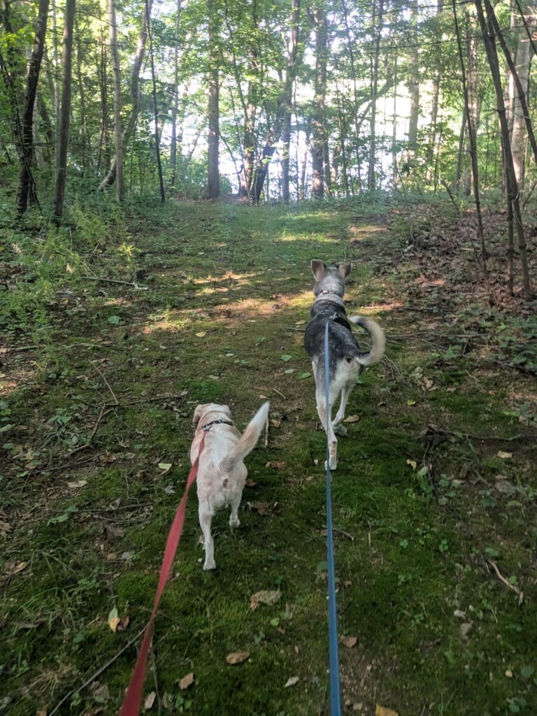 Sniff ‘n’ Stroll with Duke & Dixie