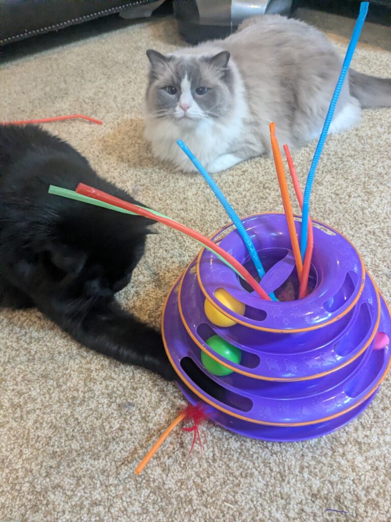 Happy Meownday!