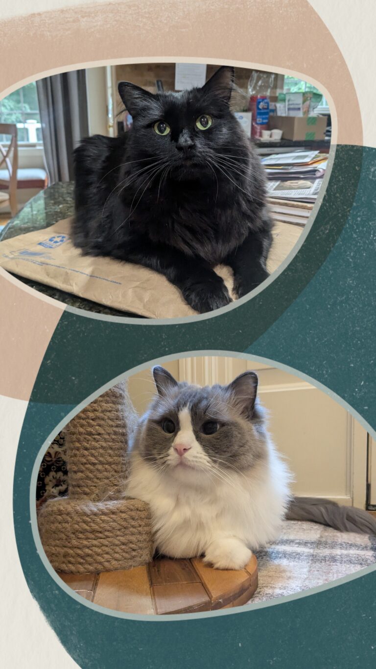 Happy Kitties!