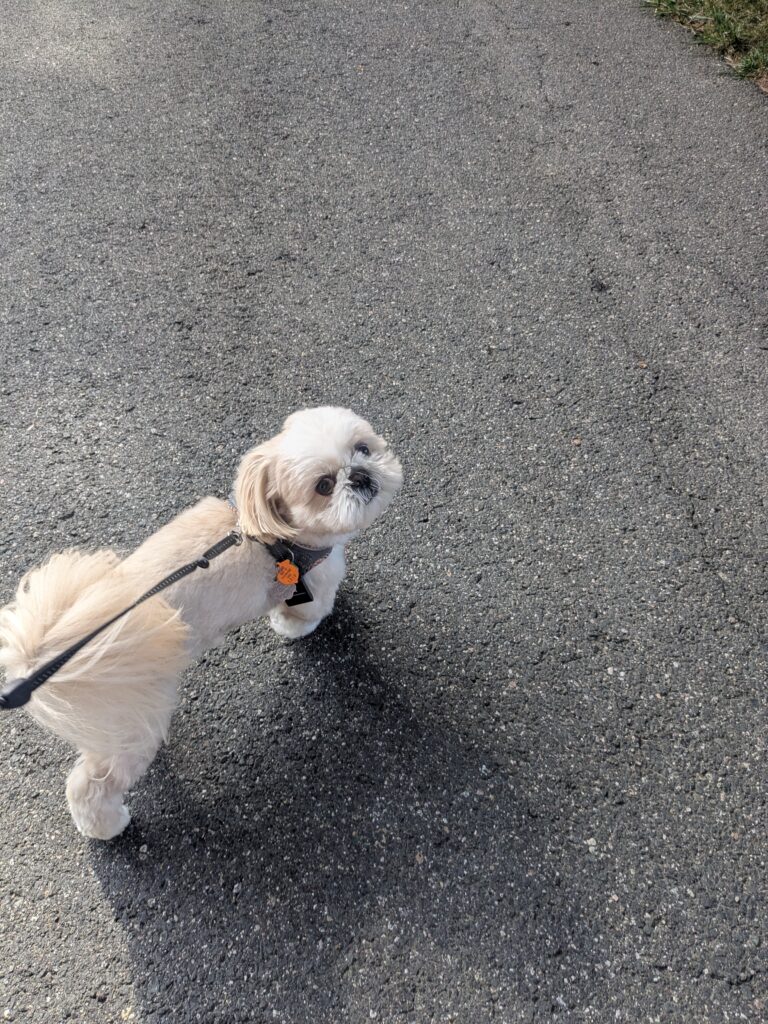 Frolicking With Teddy!