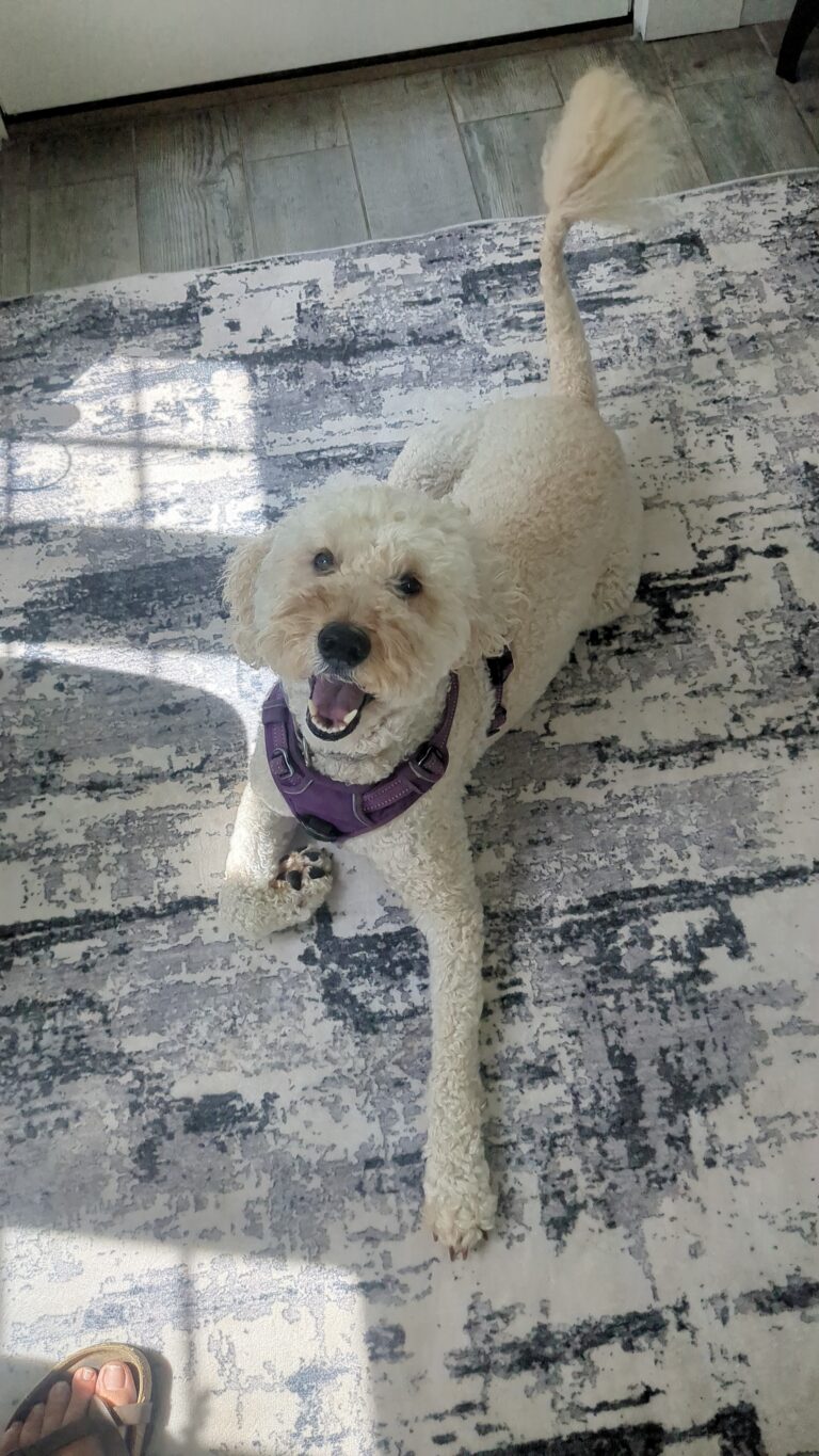 Can Millie Be Any More Silly?
