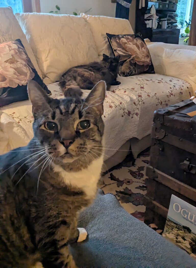 My Purr-fect Dinner Dates!