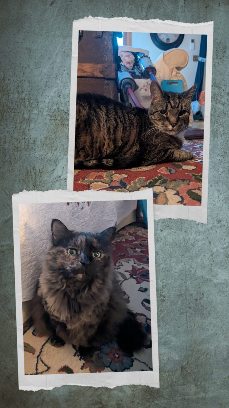 Lazy Caturday Morning!