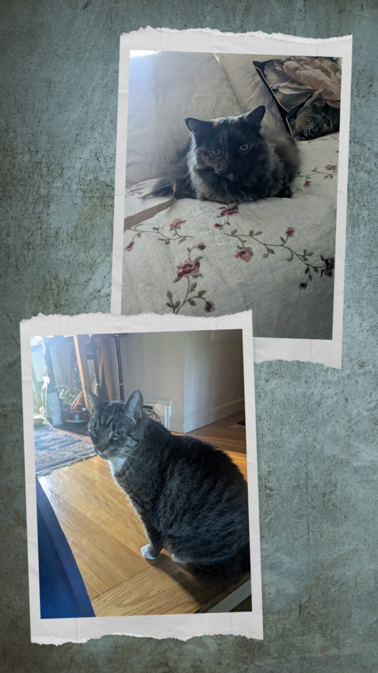 Happy Meownday!
