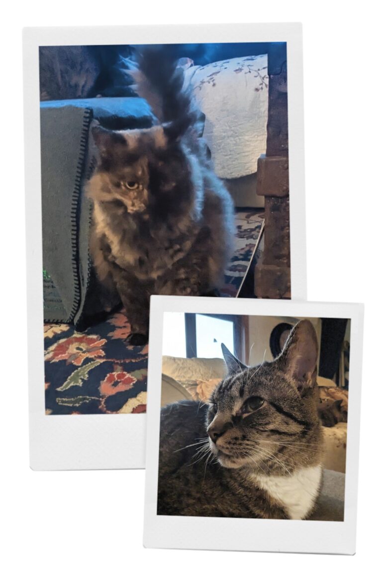 Nice Day For A Pet-sitting Visit