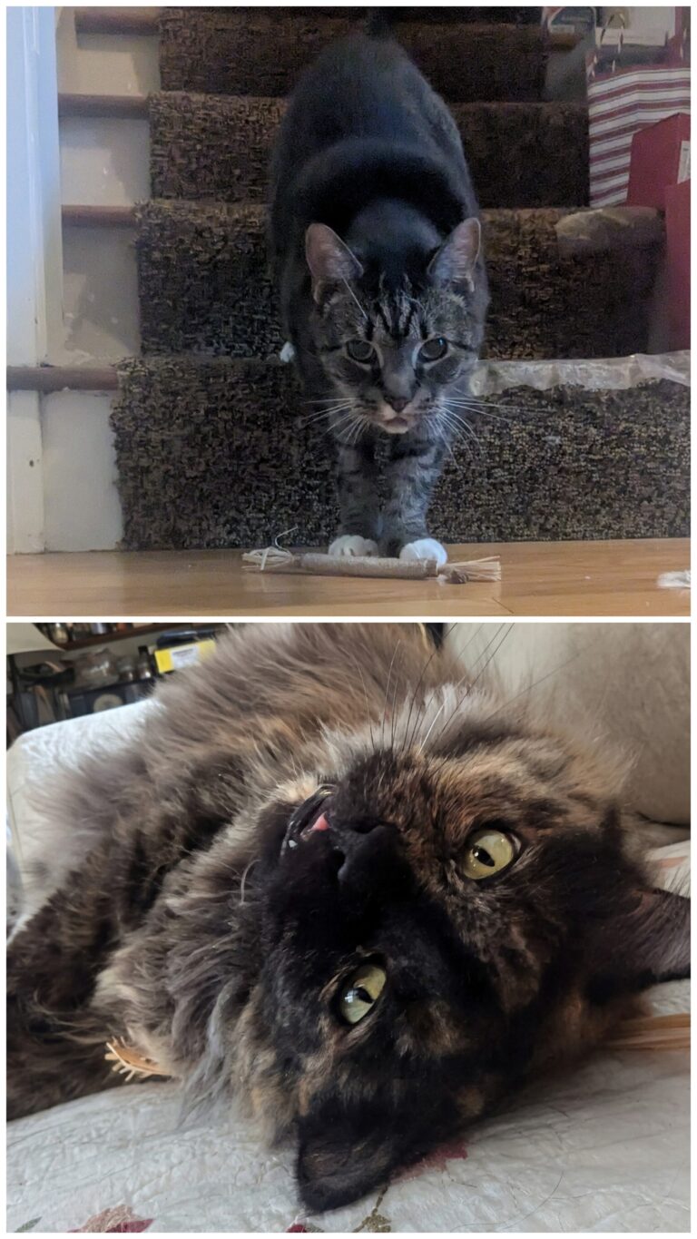 A Case Of The Sillies!