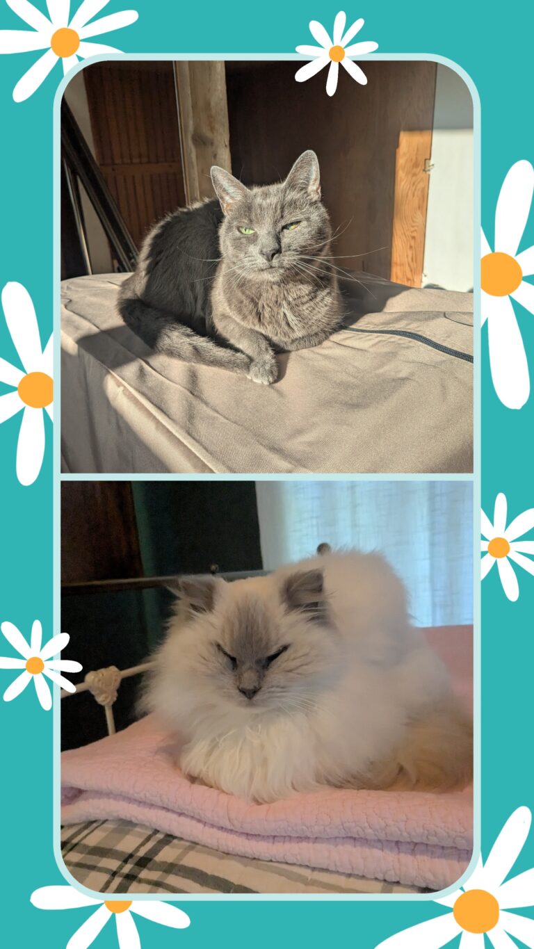 Lazy Caturday Morning! 😻