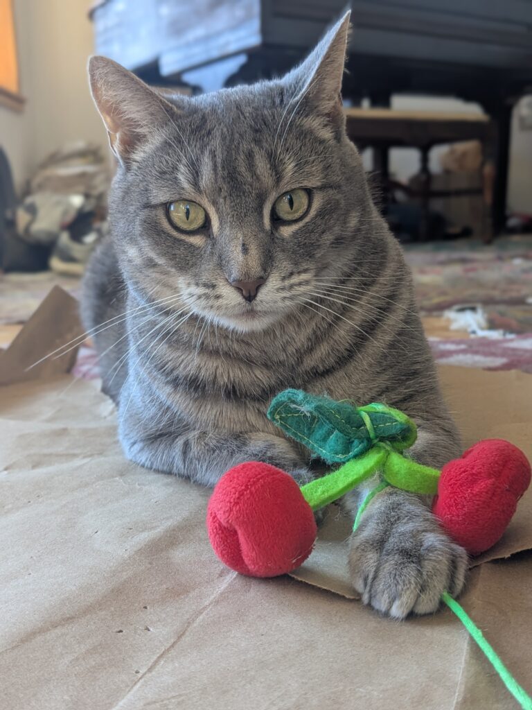 Caturday With Graycie!