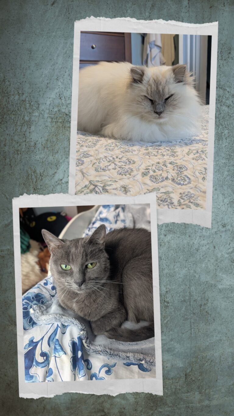 The Prettiest Kitties I Ever Did See!