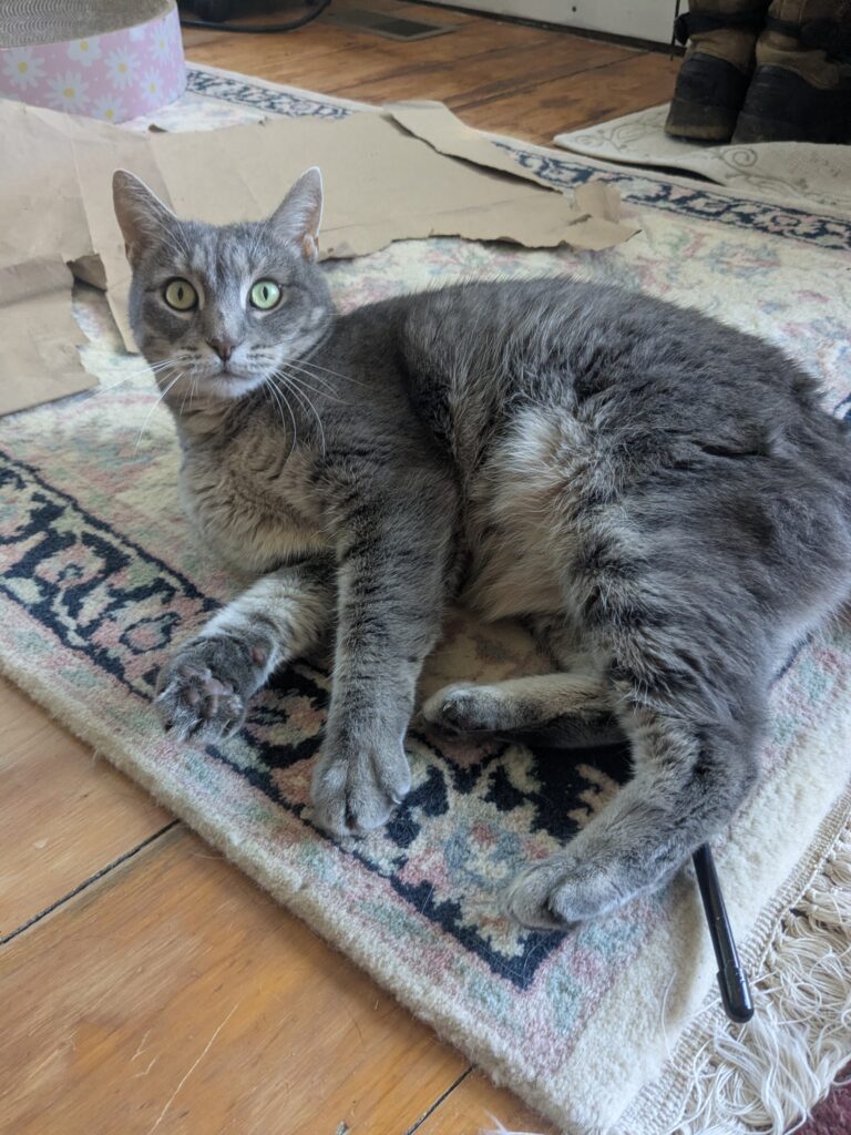 One Happy Kitty!