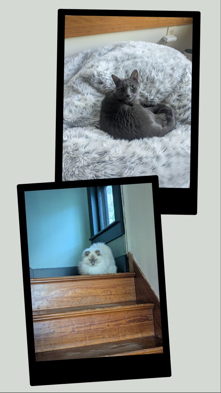 Thanks For A Fun Weekend My Furry Furiends!
