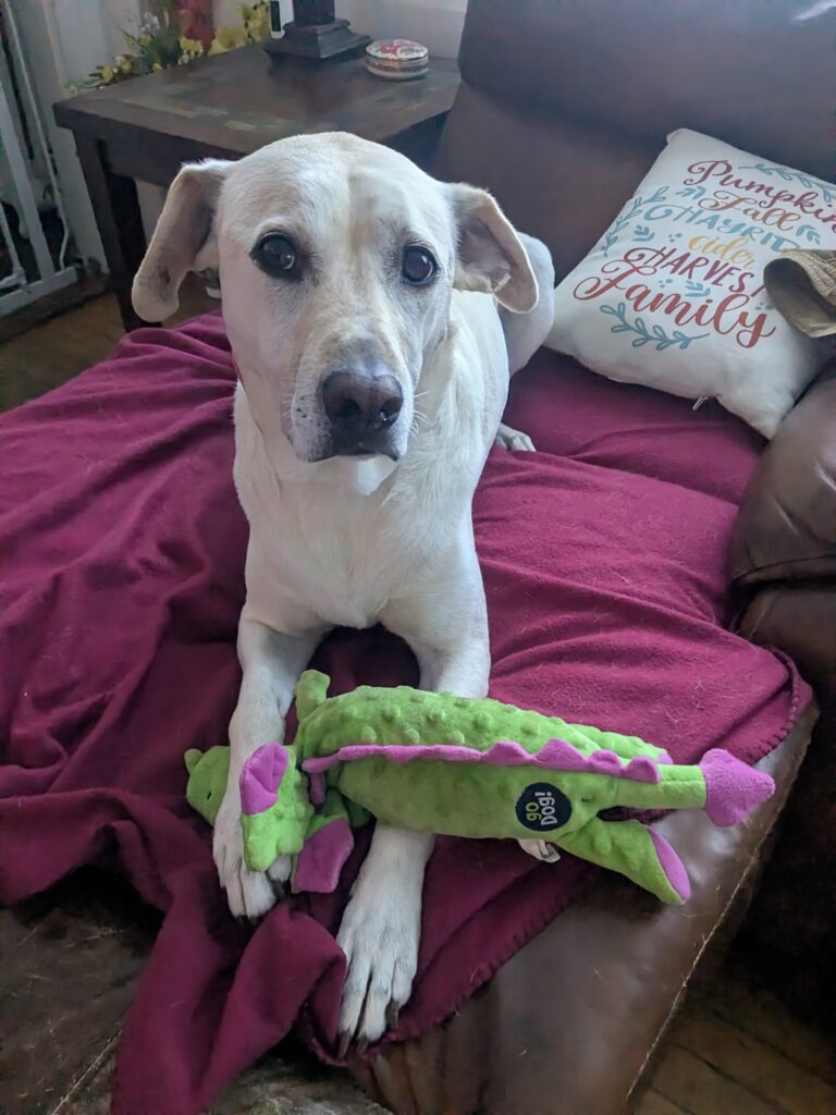 Casey’s Big Adventures