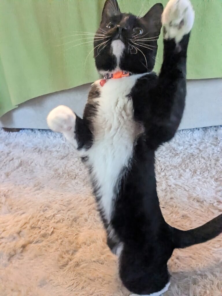 Pip The Dancing Cat!