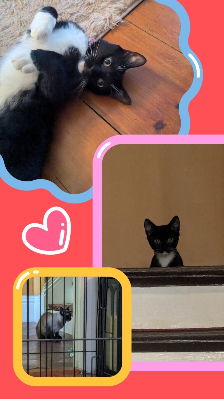 The Not So Invisible Kitties!!