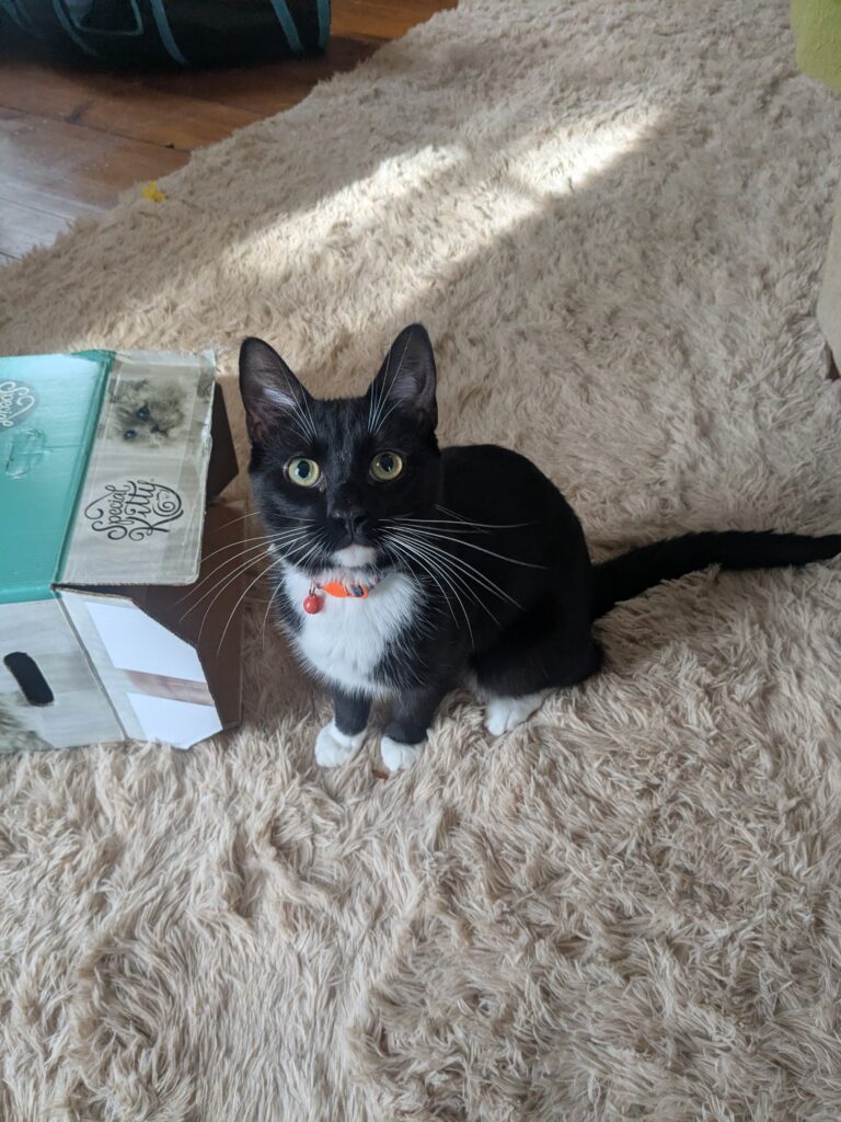 One Playful Pip