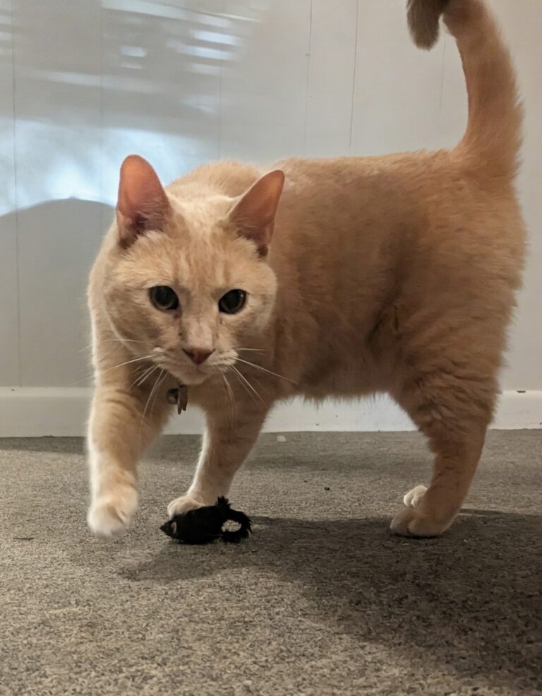 A Game Of Cat And Mouse!