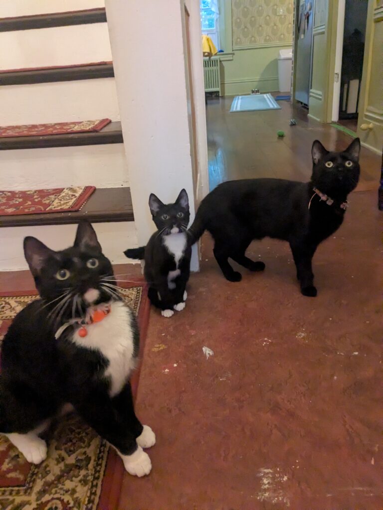Sunday Funday With The Furry Butts!