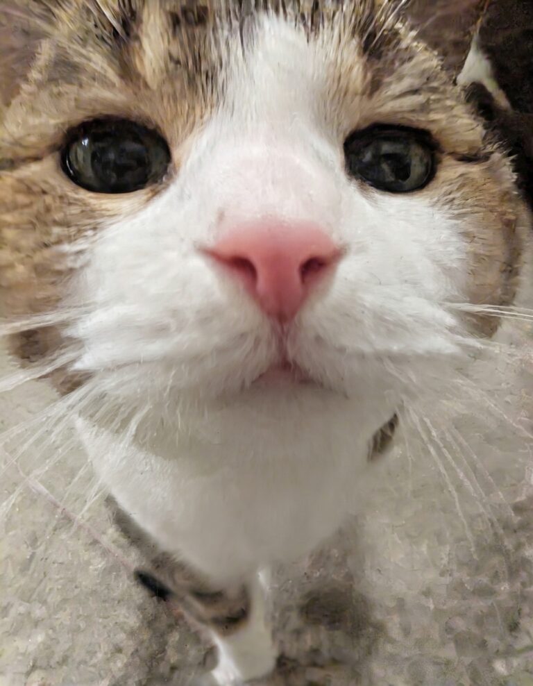 Oh Hello Again My Sweet Furiends!