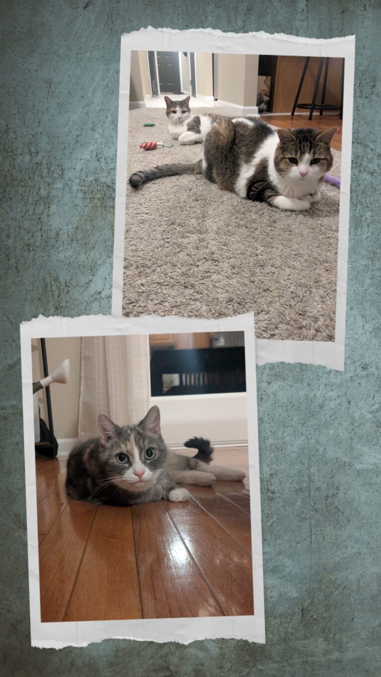 Cuteness All Around!