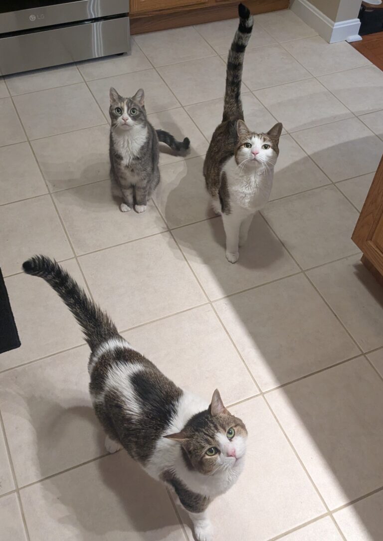 Playtime And Purrs!