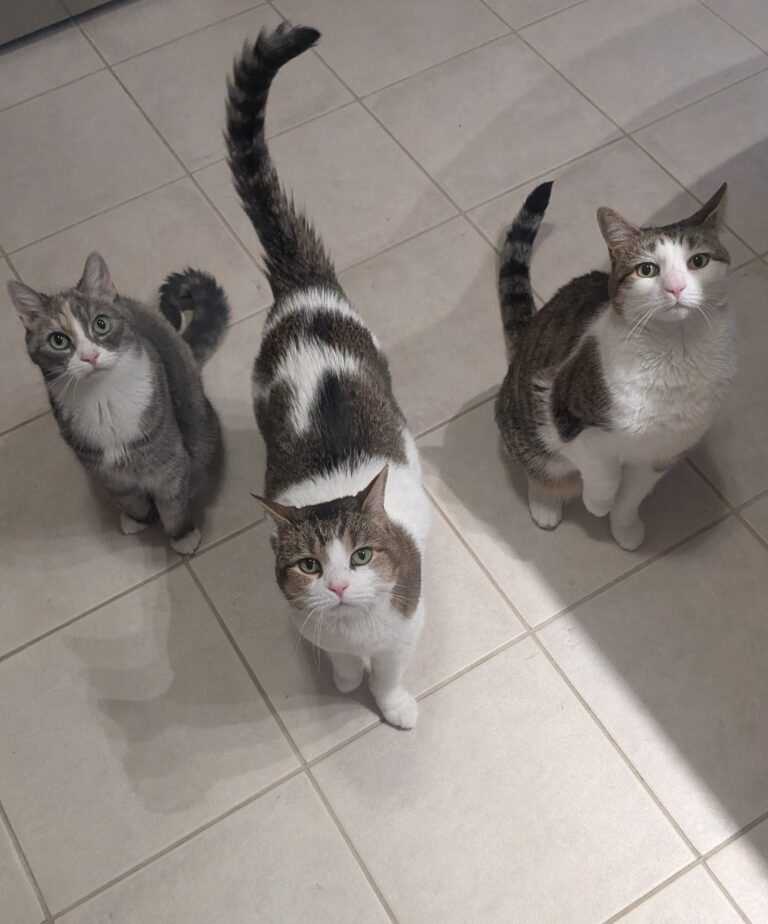 Happy Purrs-day! 😻