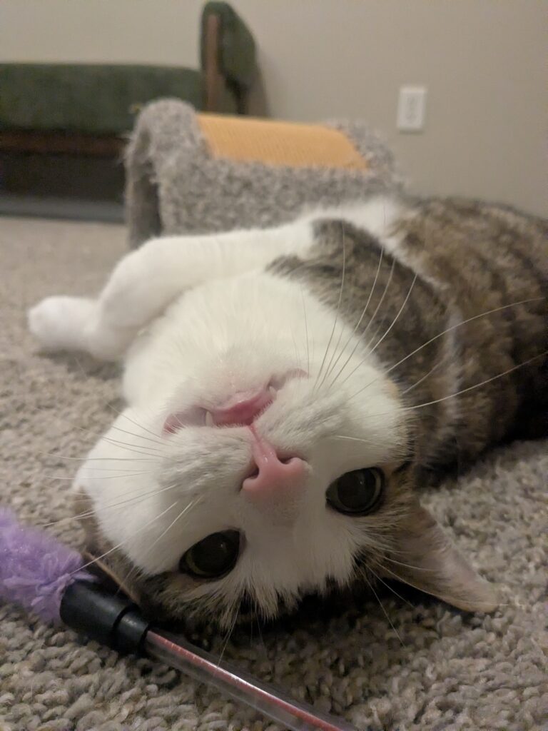 The Purr-fect end to the day!