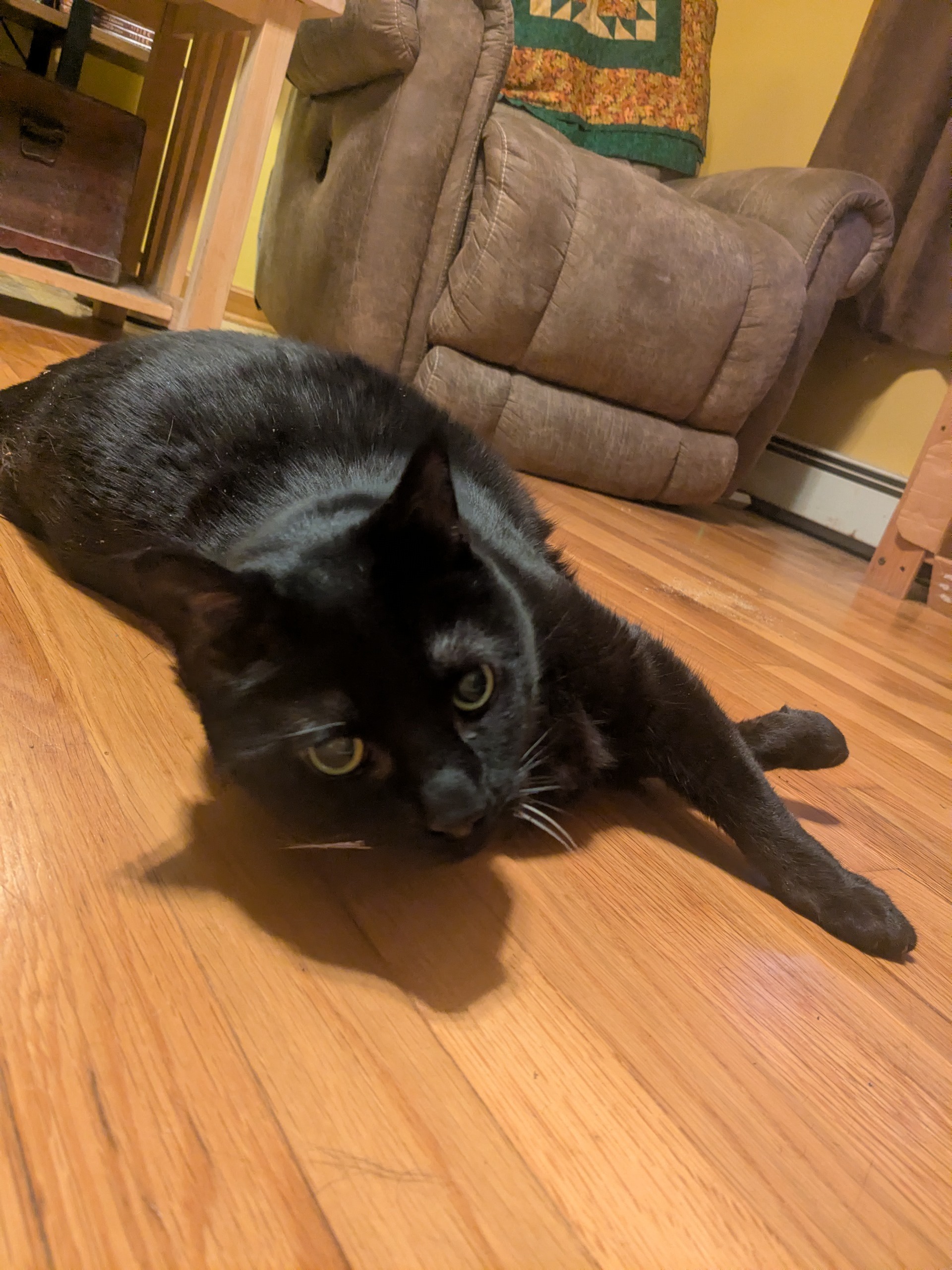 Purrfect Hum-ony