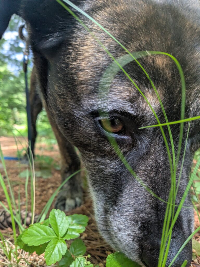 St Moose Of Brimfield