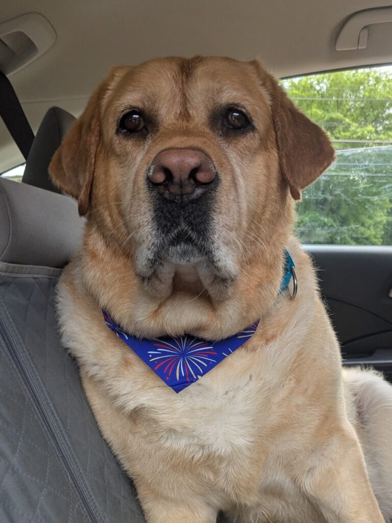 Soggy Dog Spa Day
