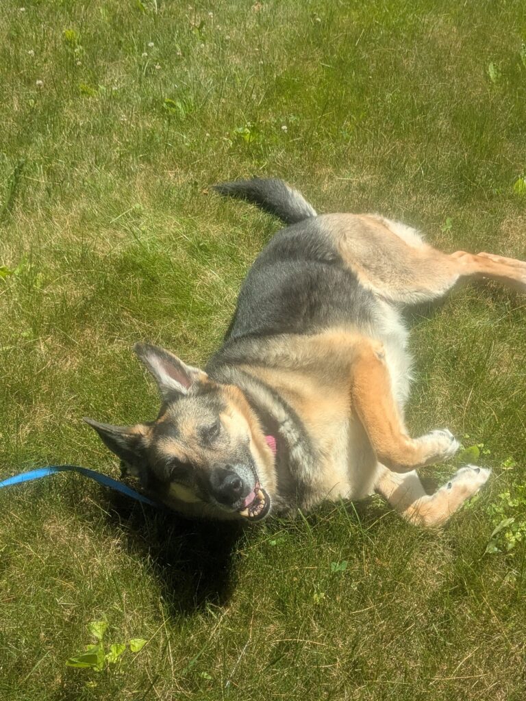 Nova Does Lawn-dry
