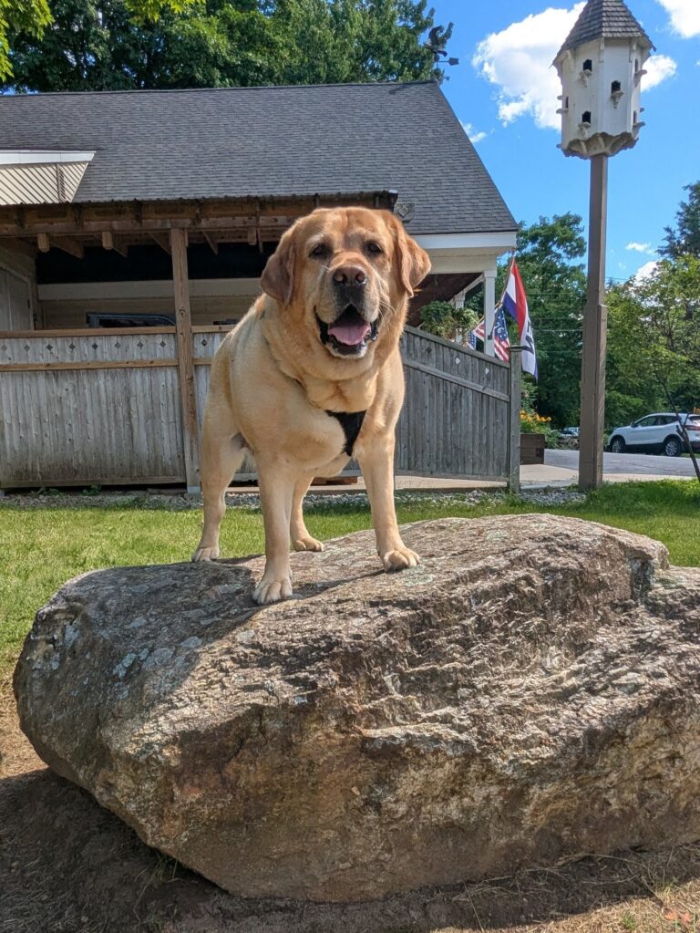 Sturbridge Vet’s Most Handsome
