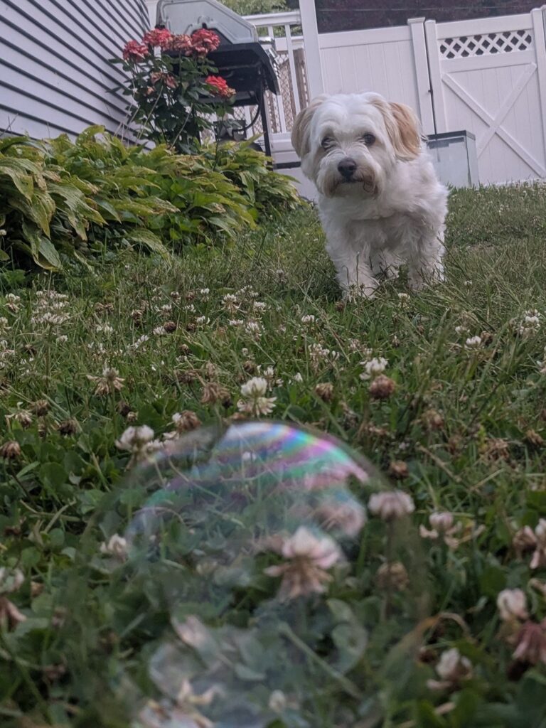 Bella’s Backyard Bubble Bash