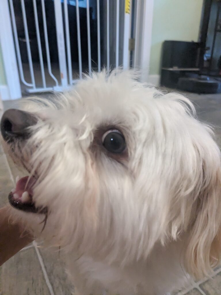 Brave Bella