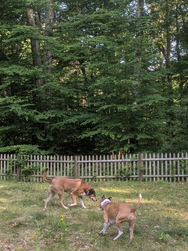 A Warm Welcome 🐾