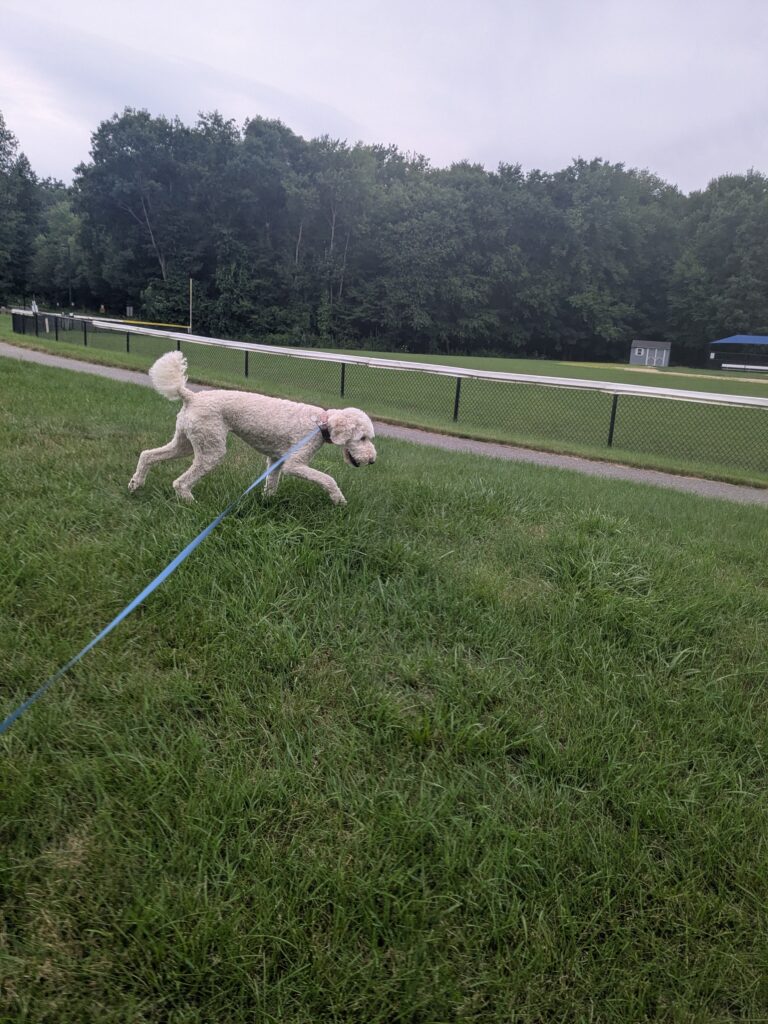 Photos From Tuesday’s Walk