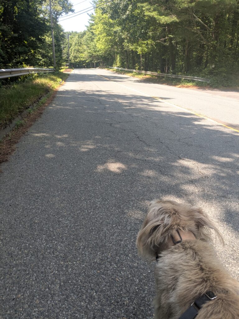 Photos From Thursday’s Walk
