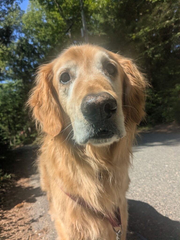 Beggin’ Face