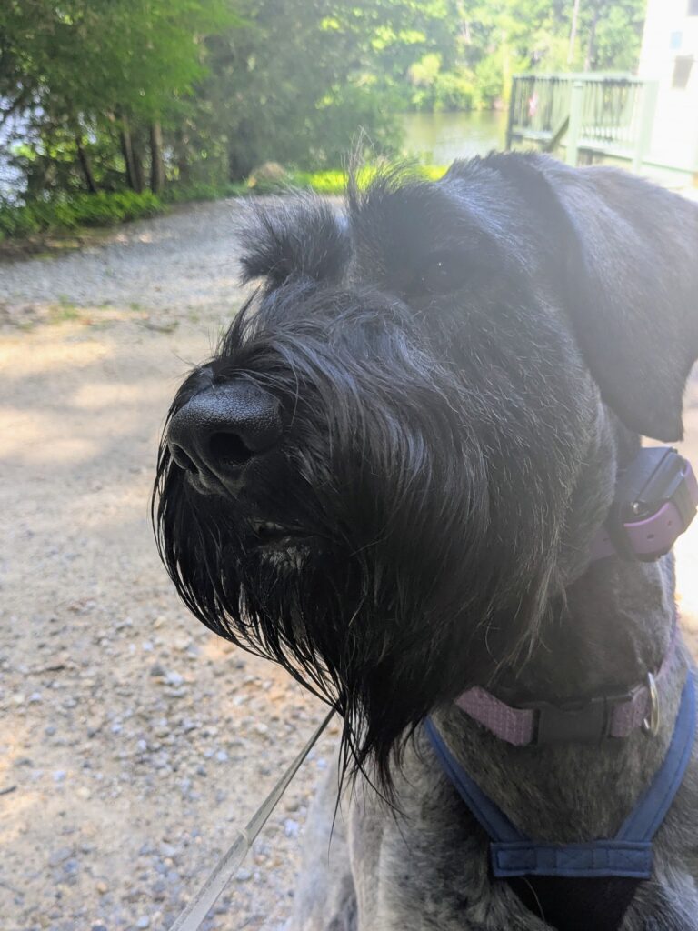 Perfect Pooch