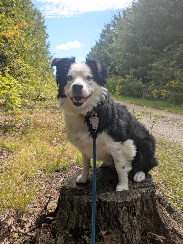 Dog On A Log