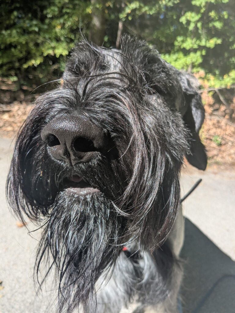 Very Good Boy