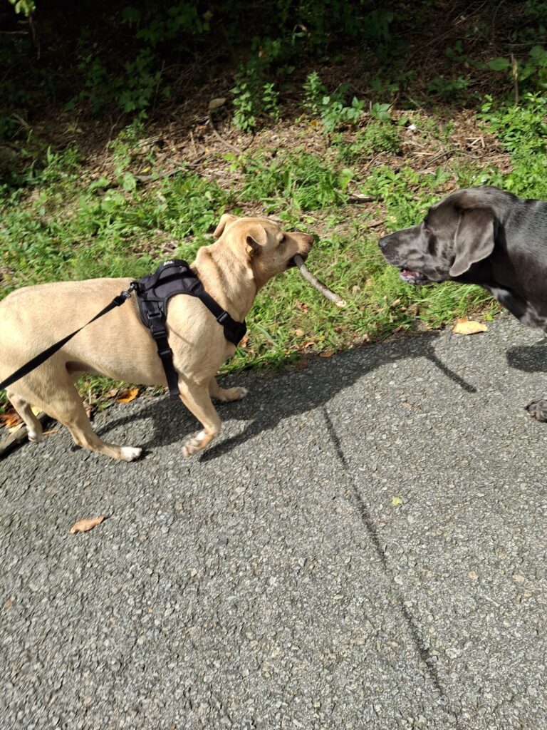 A Stick-Y Situation