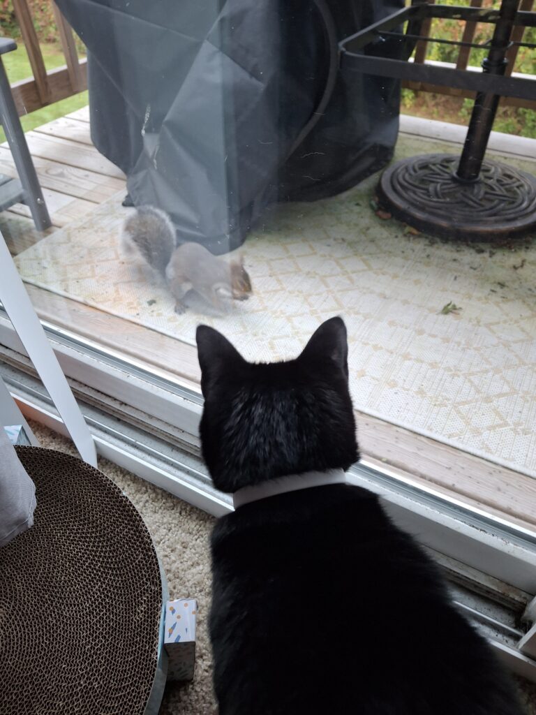 Something Awfully Squirrely Is Going On!