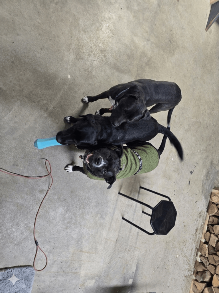 🐾🙏Saved By Snuggles 🫶