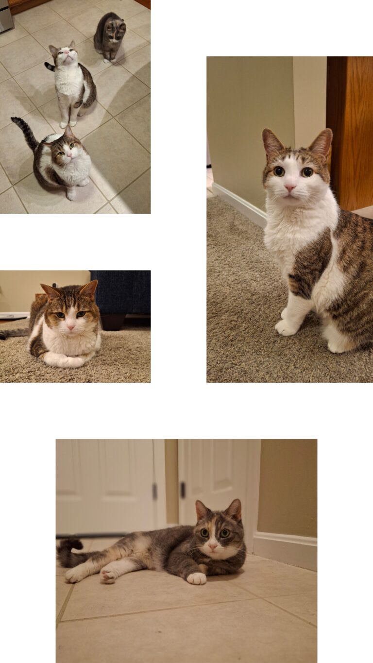 These Kitties Know How To Paw-rty! Happy Fri-yay!