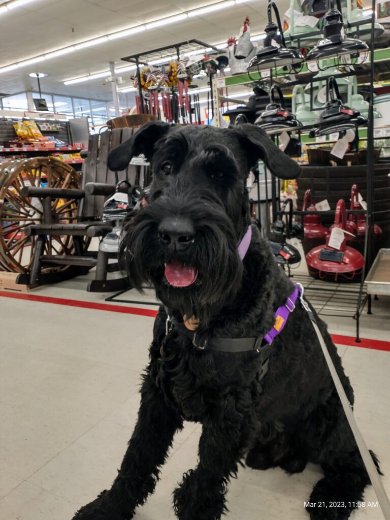 Jameson visited Tractor Supply and ran around off off-leash in a field!!