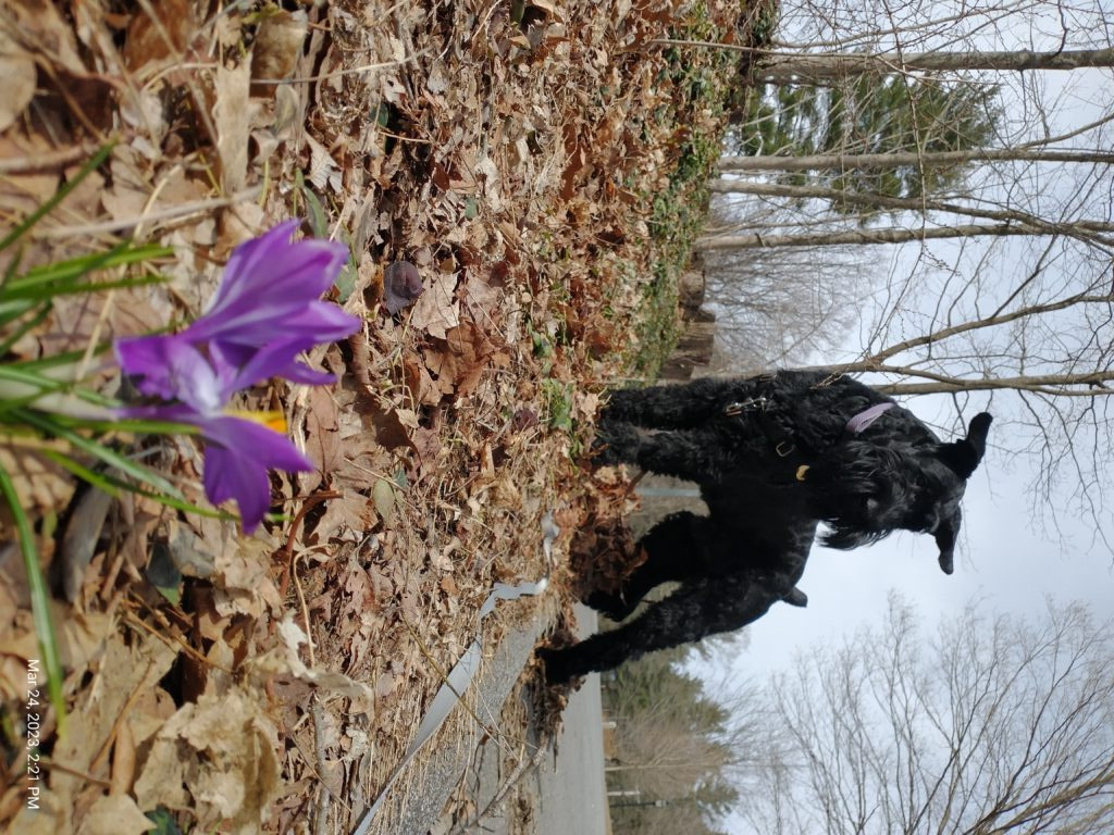Jameson went for a walk on the Common but forgot some common courtesy